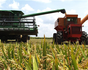 Organic Rice Farming